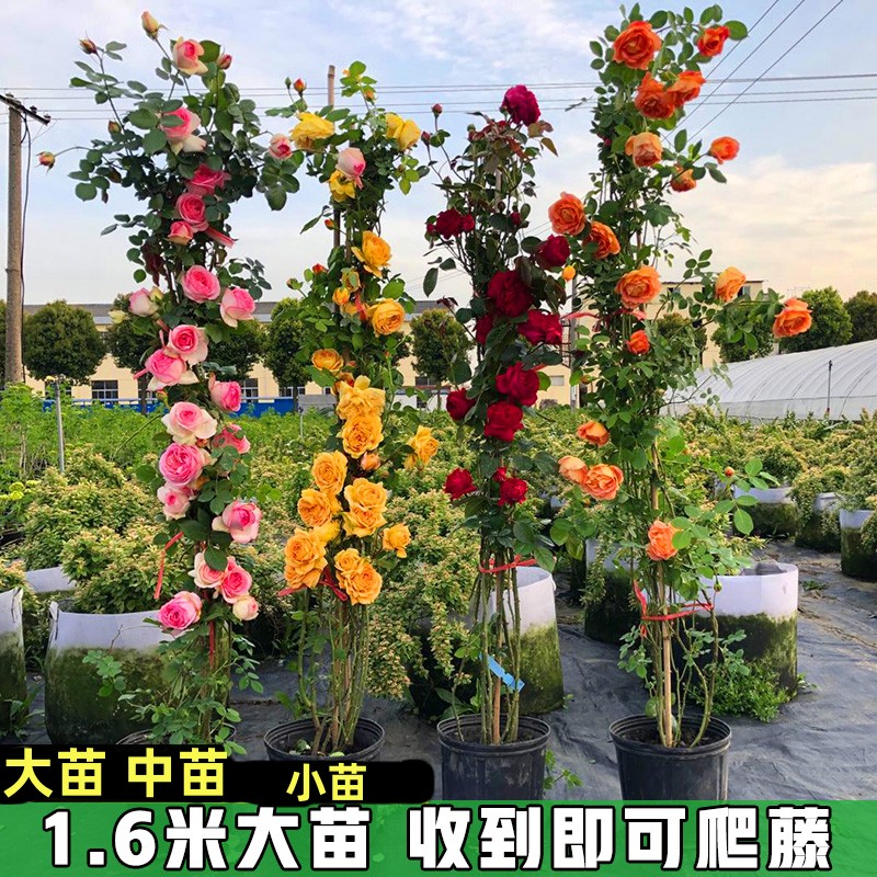 蔷薇花苗藤本月季特大花树爬藤植物花卉玫瑰盆栽四季开花带花浓香 - 图1