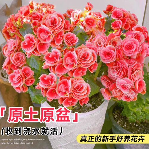 重瓣丽格海棠花盆栽带花天竺葵室内长寿花卉植物阳台四季开花小苗 - 图0