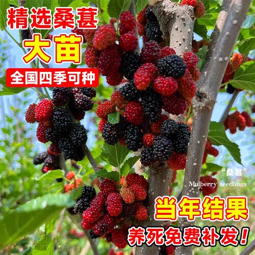 桑葚树苗嫁接无籽大十果桑苗当年结果南北方种植台湾四季长果盆栽 - 图1