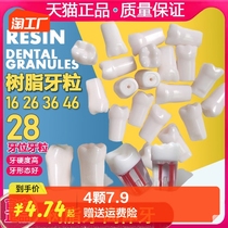 Resin Tooth Grain Oral Examination Practice Simulation Tooth Grain Root Canal Open Medullary Tooth dental implant tooth preparation tooth preparation