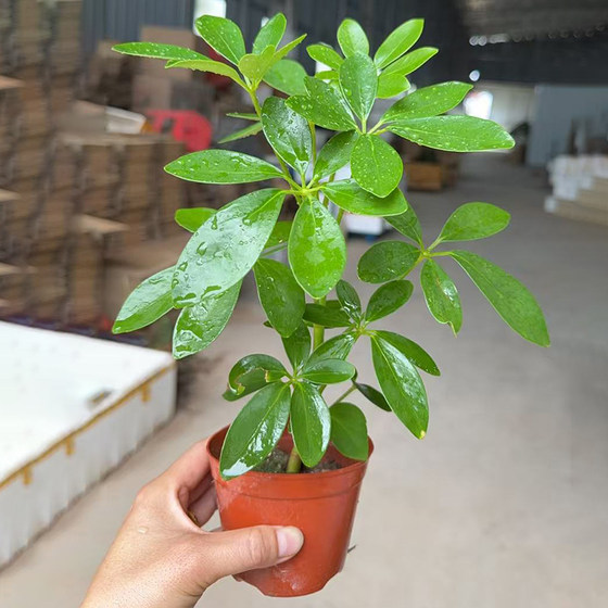 Duck foot wood Aesculus octagonal bonsai indoor green plants four seasons evergreen potted plants living room desk bathroom