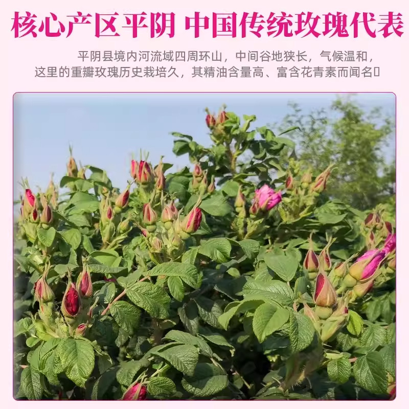 南京同仁玫瑰花平阴特级大朵重瓣红玫瑰桂圆枸杞玫瑰花茶冻干精油,淘宝优惠券,粉丝福利购,淘宝优惠卷