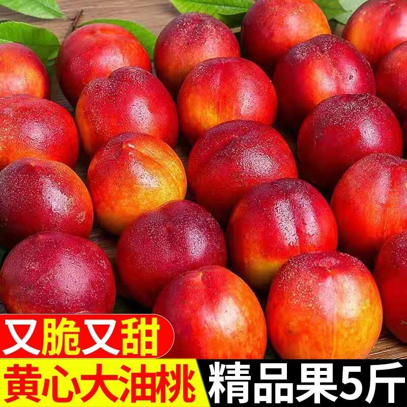 安徽砀山麻点大油桃黄心油桃新鲜水果当季黄肉油桃孕妇水果