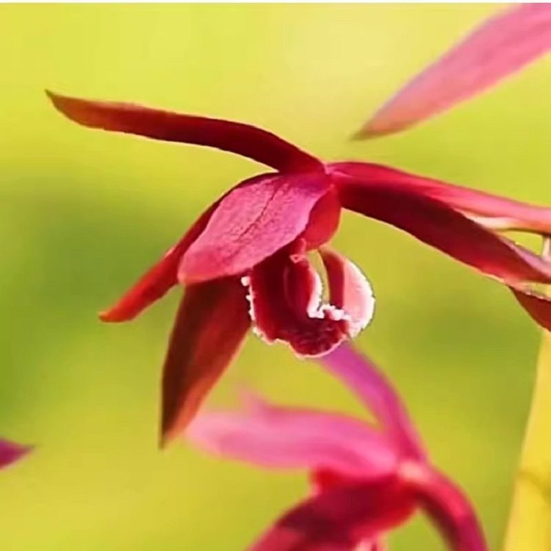 水培香水兰花苗中矮种室内植物浓香四季建花卉耐寒冬季带花苞客厅,淘宝优惠券,粉丝福利购,淘宝优惠卷