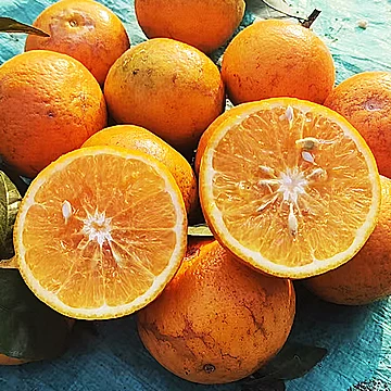 广西老树花皮武鸣沃柑净重4.5斤[1元优惠券]-寻折猪