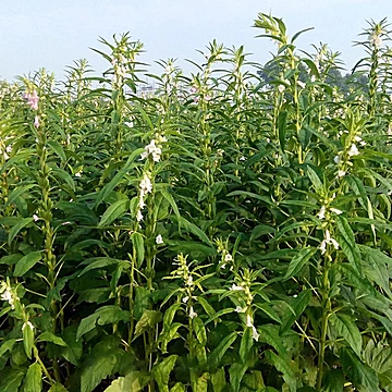 新货熟黑芝麻+白芝麻250g*2罐[1元优惠券]-寻折猪