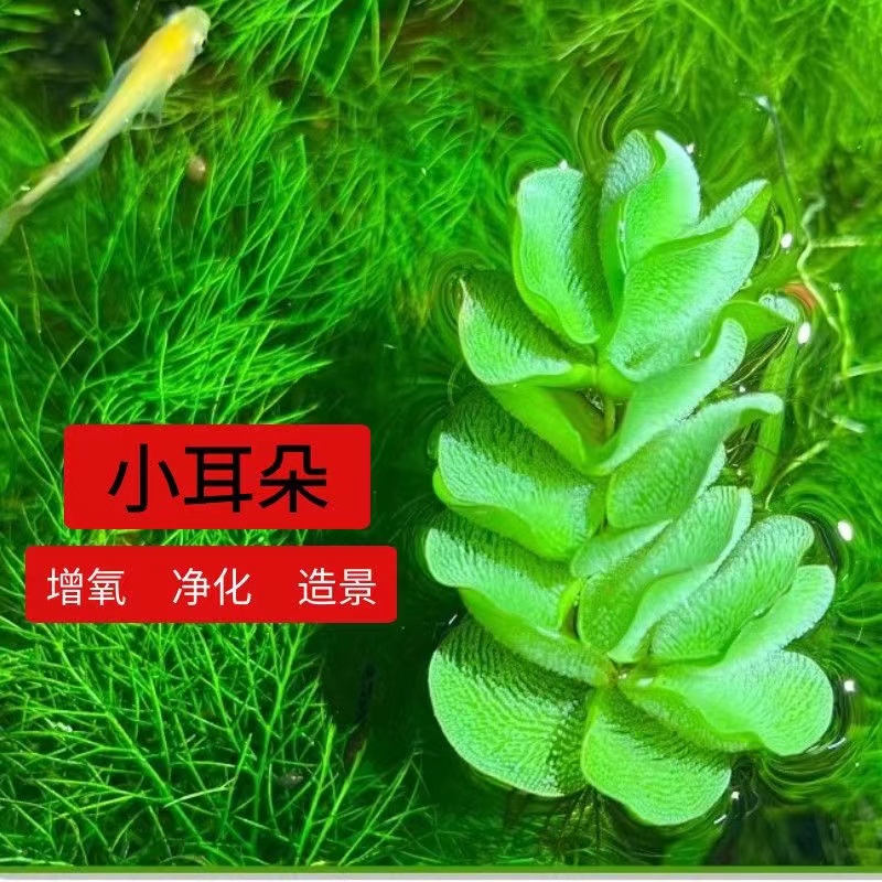 水草植物鱼缸真草造景生态全套摆件水培净化绿植养鱼增氧铺底躲避 - 图2