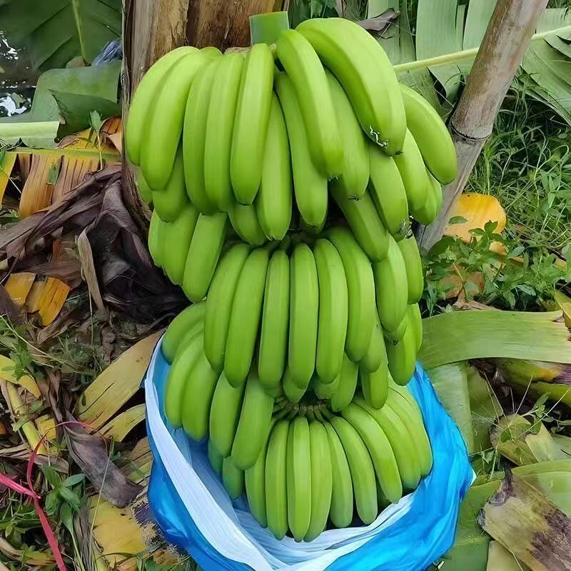云南高山香蕉绿皮香蕉新鲜水果香甜软糯口感大芭蕉小米蕉皇帝蕉