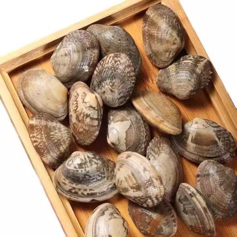 Seafood fresh sand scallops fresh flower clams variegated clams wild shellfish scallops wholesale tinfoil