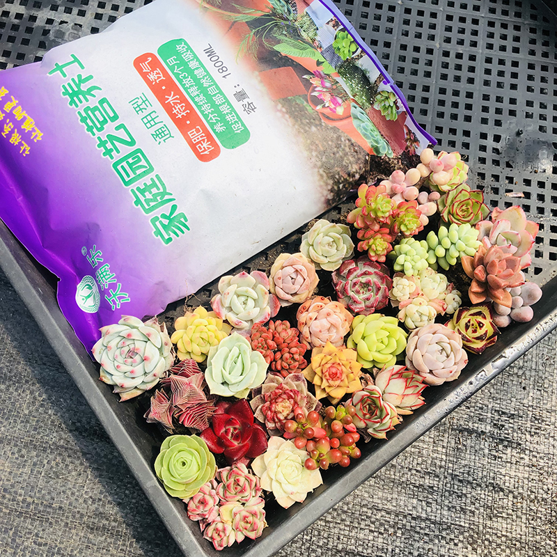 多肉植物组合精品套餐盆栽好养花卉懒人绿植物大颗玉露品种阳台