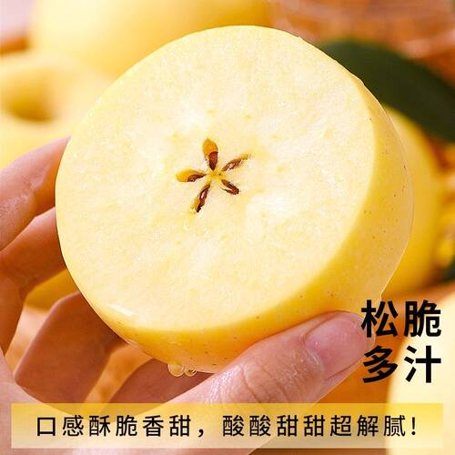 山东烟台黄金奶油富士苹果新鲜水果当季整箱维纳斯10斤脆甜黄苹果 - 图0