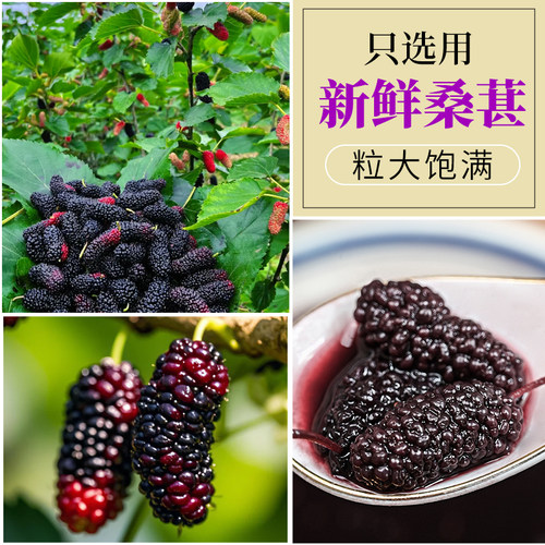 正宗桑葚酒果酒男士高度酒米香型白酒浸泡酒微醺0添加粮食酒甜酒 - 图3