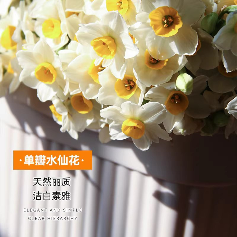 漳州水仙花带花苞种球根重瓣水培年宵花卉盆栽室内好养浓香绿植物,淘宝优惠券,粉丝福利购,淘宝优惠卷