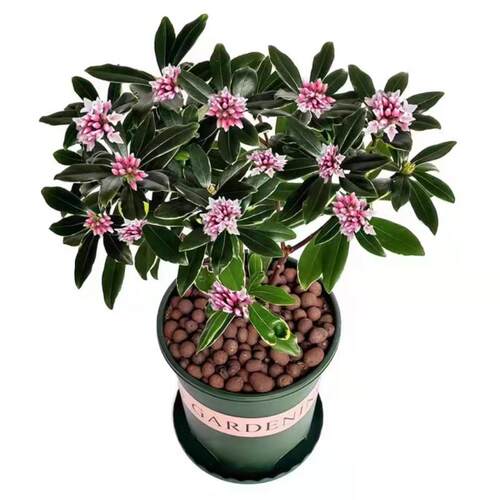 金边瑞香盆栽浓香型植物室内花卉老桩秋冬养耐寒客厅阳台开花庭院 - 图3