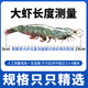 Salt-frozen Qingdao prawns SF flash delivery