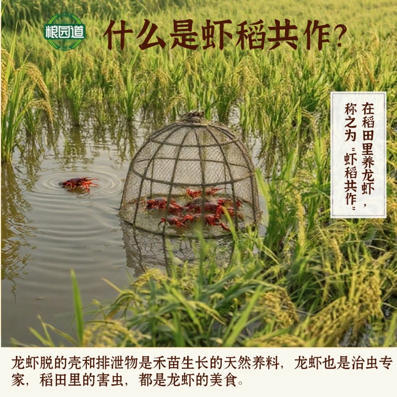 粮园道虾稻米5kg南方米香米10斤真空包装当季新米油粘煲仔饭籼米