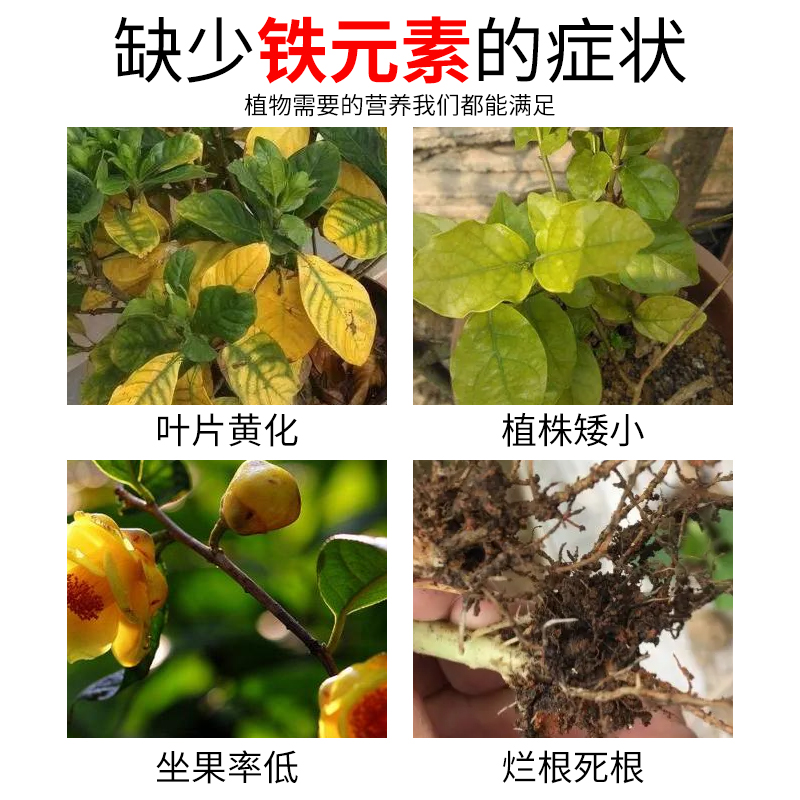 硫酸亚铁花肥料喜酸栀子花茶花杜鹃花桂花水溶肥家用肥营养土壤 - 图1