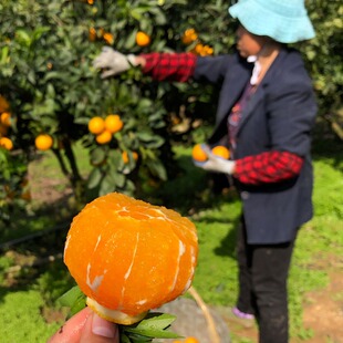 湖南麻阳冰糖橙新鲜水果甜橙蜜橙榨汁水果