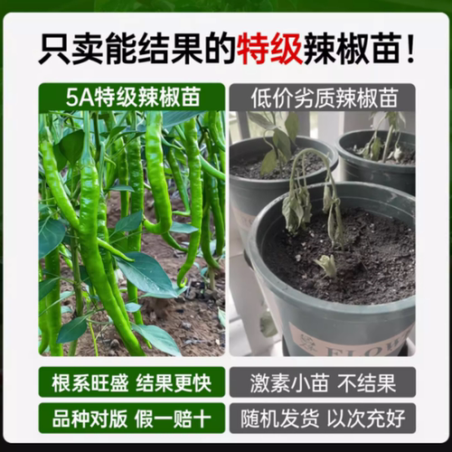 椒秧苗小辣椒朝天椒螺丝椒金条椒大全种籽阳台开花高产不辣薄皮 - 图1