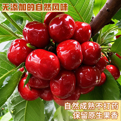 【5J山东樱桃特惠】脆甜多汁顺丰