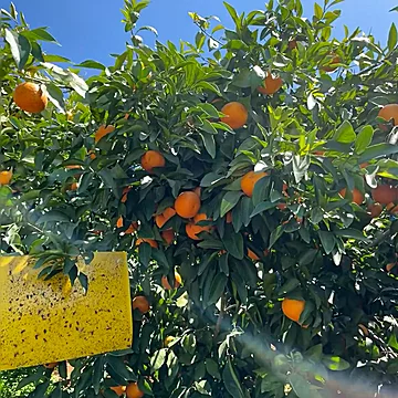 正宗云南爆甜沃柑4.5斤[1元优惠券]-寻折猪