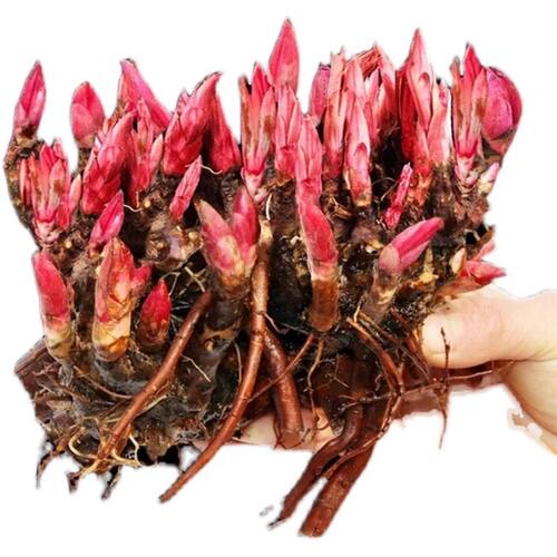 芍药花苗重瓣带芽大苗鲜花四季开花卉阳台庭院牡丹花种根盆栽植物 - 图3