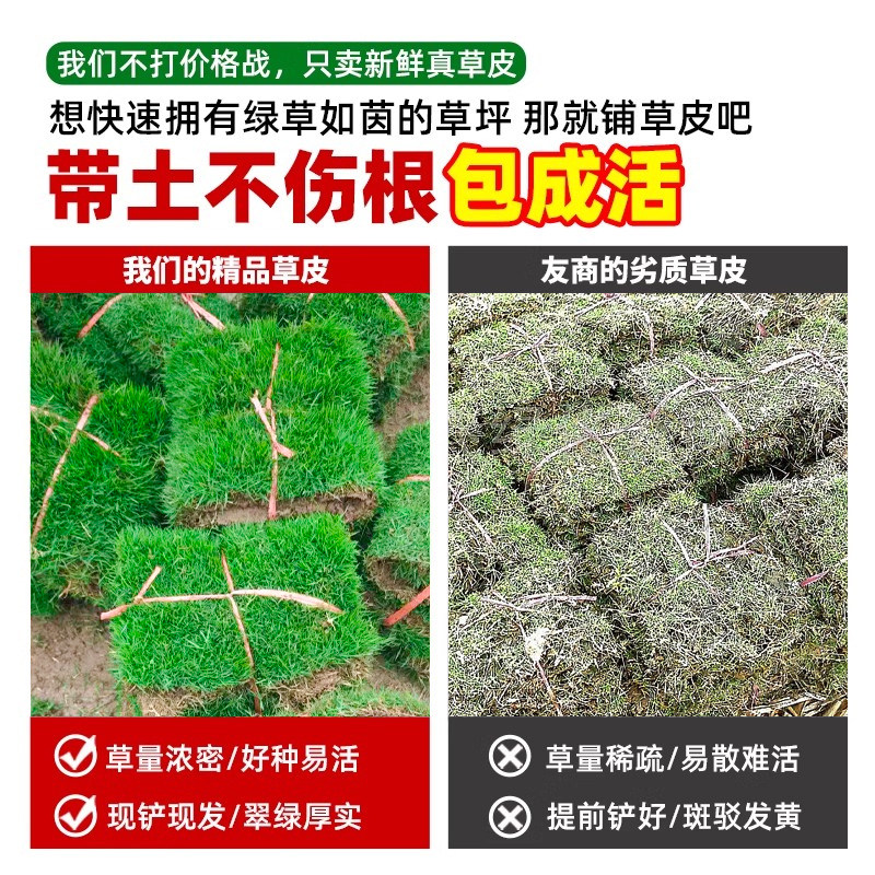 Turf real lawn with soil greening soil four-season green green grass Manila courtyard cold-resistant carpet fresh