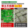Turf real lawn with soil greening soil four-season green green grass Manila courtyard cold-resistant carpet fresh