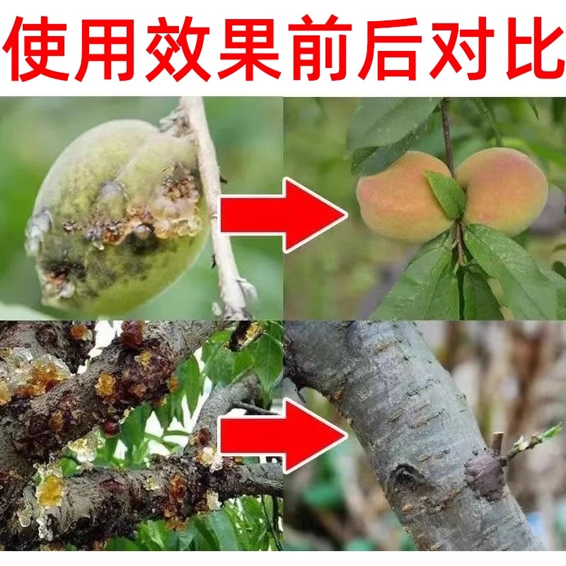 果树樱桃桃树流胶病微生物杀菌剂梨树核桃柑橘子流胶净一喷净杆菌 - 图2