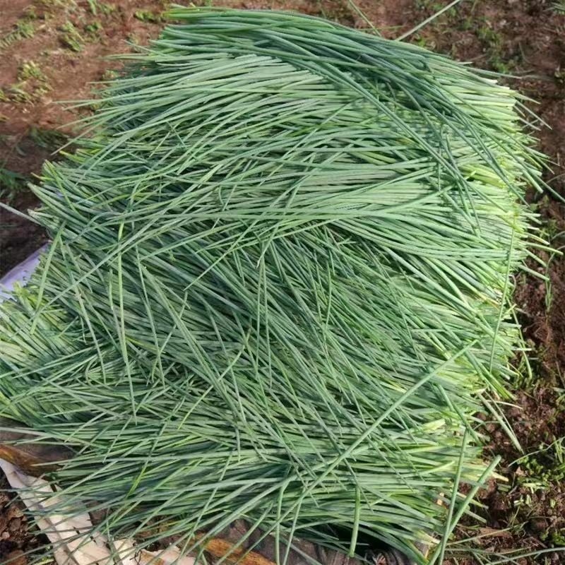 沙葱种子沙葱高产胡聪耐热耐寒耐旱盆栽庭院阳台四季蔬菜种子,淘宝优惠券,粉丝福利购,淘宝优惠卷