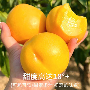 【净重5斤】正宗山东蒙阴黄桃金油桃脆甜