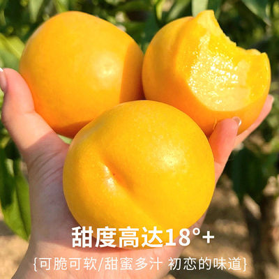 正宗山东蒙阴黄金油桃脆甜多汁现摘黄心油桃当季产地整箱包邮
