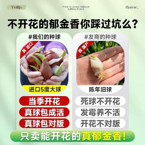 进口郁金香种球水培植物室内球根种子盆栽成品花苗好养活水仙花卉 - 图0