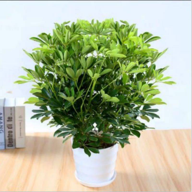 大型室内客厅盆栽花卉八方来财鸭脚木绿植七叶莲发财树鸭掌木招财,淘宝优惠券,粉丝福利购,淘宝优惠卷