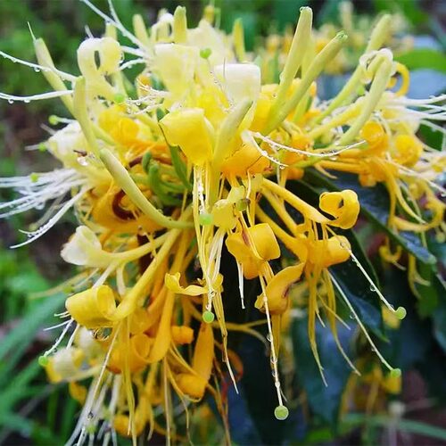 金银花树苗盆栽鸳鸯忍冬藤室内浓香花卉阳台庭院四季爬藤植物易活 - 图1