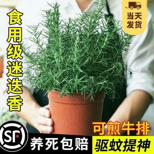 迷迭香盆栽可食用煎牛排用百里香薄荷叶新鲜香草驱蚊植物香料阳台 - 图1