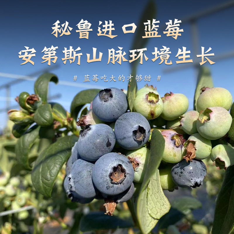 云南蓝莓王新鲜水果高山花香当季整箱特大果顺丰L25孕妇超大鲜果,淘宝优惠券,粉丝福利购,淘宝优惠卷