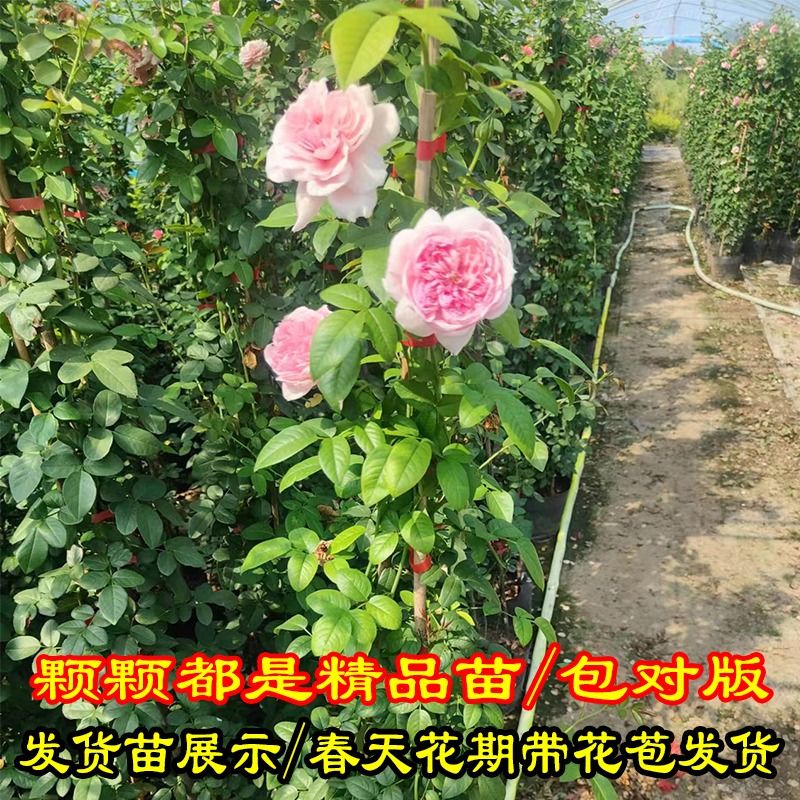 1米6大苗藤本月季特大花蔷薇花苗爬藤植物四季开花卉盆栽玫瑰阳台 - 图2