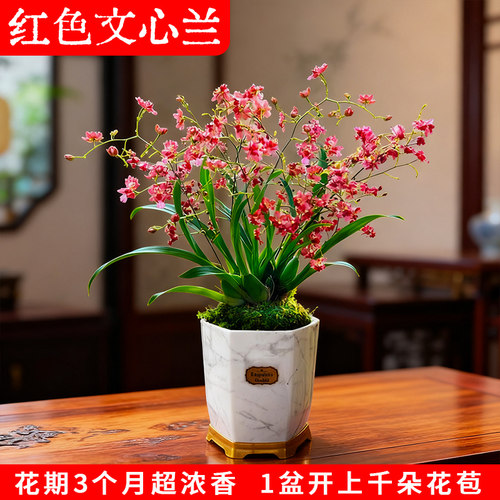 香水文心兰冬带花苞梦香兰花苗可水培室内好养浓香花卉绿植盆栽 - 图0