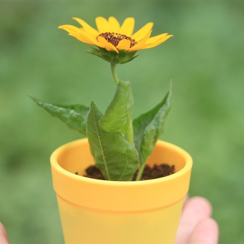 儿童植物小盆栽盲盒幼儿园绿植种植学生奖品diy创意礼品生日礼物