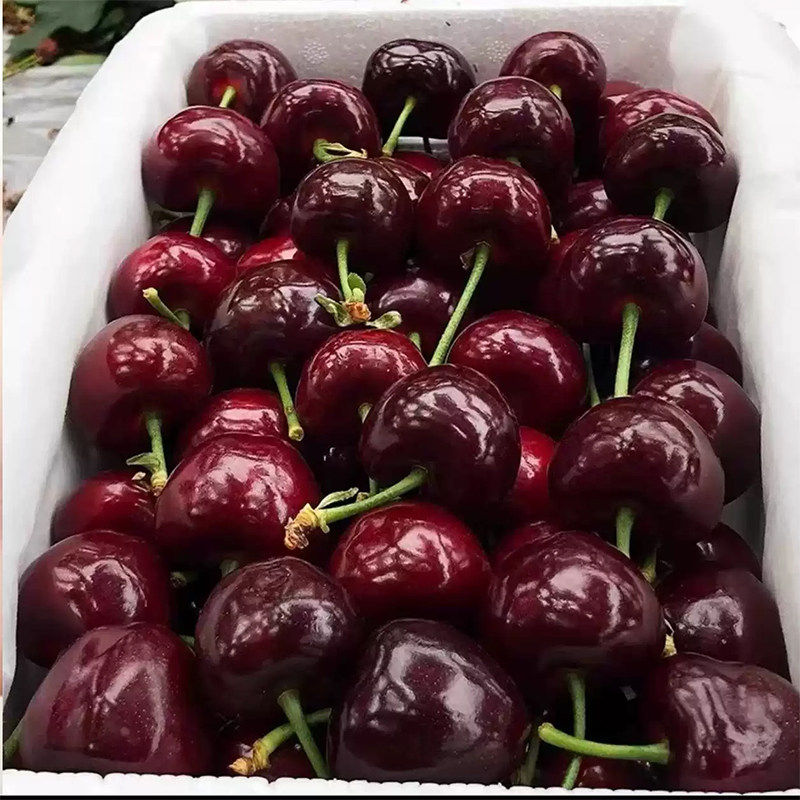 智利车厘子新鲜水果包邮5斤礼盒装当季整箱孕妇进口樱桃2J3j4j级,淘宝优惠券,粉丝福利购,淘宝优惠卷