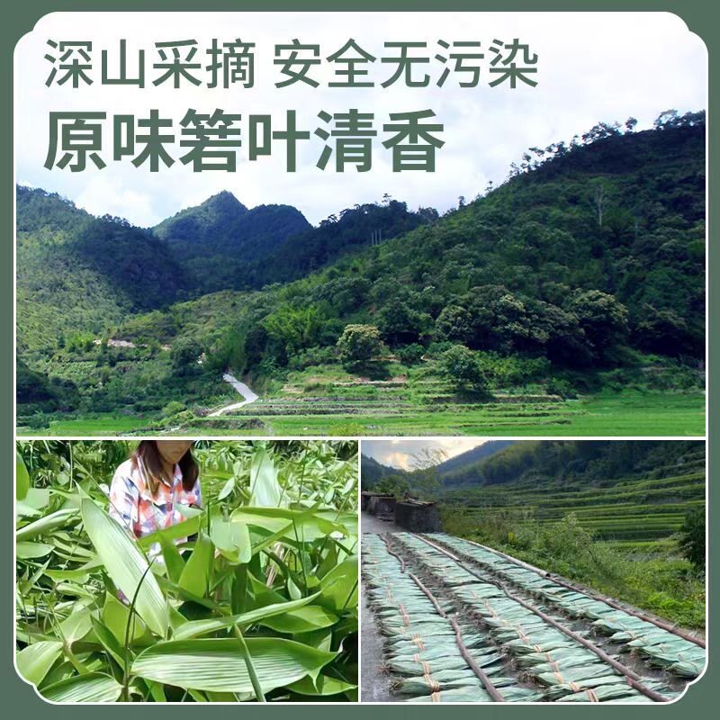 新鲜粽子叶特大粽叶箬叶端午节包粽子的叶子家用商用干送绳现摘