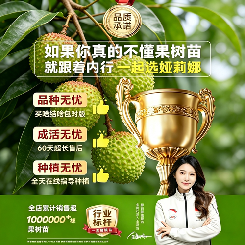 正宗观音绿荔枝树苗嫁接特大苗土球盆栽地栽南方果树当年结果庭院 - 图3