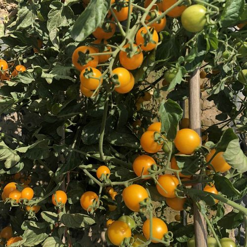瀑布小番茄种子千禧樱桃西红柿圣女果种籽苗四季播黄蔬菜种孑种植-图2