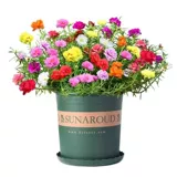 Стоматологические сетевые солнечные семена цветов, которые сеют цветущие цветы семена персида хризантемы виды цветов