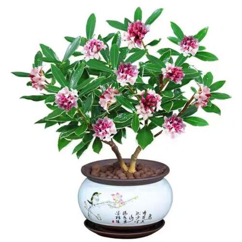 金边瑞香盆栽浓香型植物室内花卉老桩秋冬养耐寒客厅阳台开花庭院 - 图2