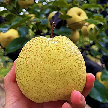 正宗砀山酥梨净重4.5斤[1元优惠券]-寻折猪