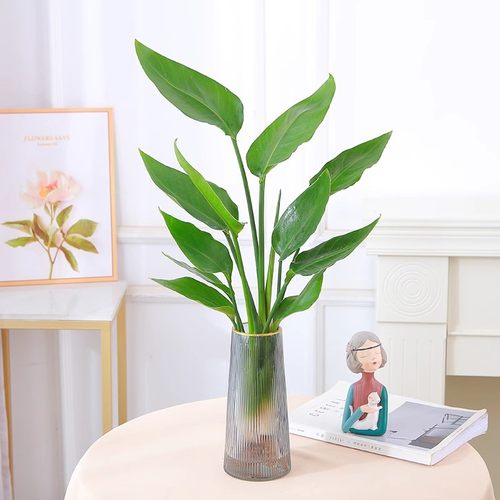 水培天堂鸟盆栽花卉植物室内客厅绿植桌面鹤望兰四季好养活吸甲醛 - 图0