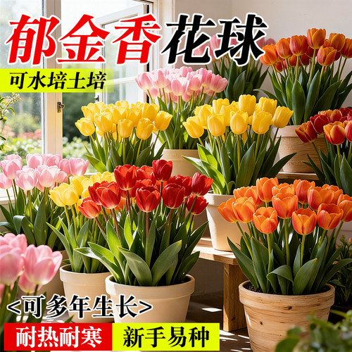 郁金香种球可土培水培庭院阳台耐热耐寒花卉绿植室内盆栽室外地载 - 图3