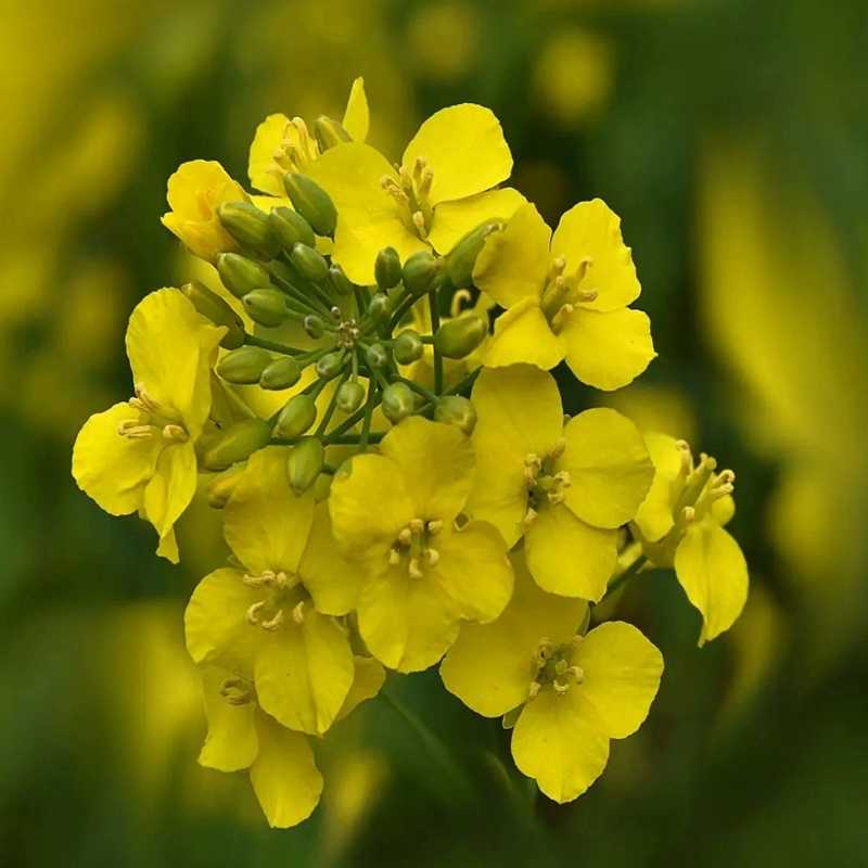 油菜花种子榨油油菜籽四季易种耐热耐旱花种籽子易活花籽种植春天 - 图0